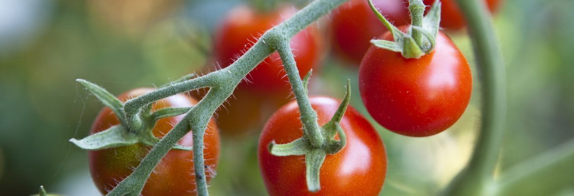 Tomatnæring | 750 ML | Blomstra - Nordstrøm Botaniske