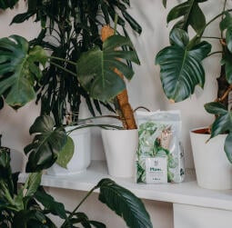 Kurs med Plant Papis & Nelson Garden