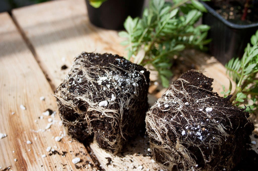 Vermiculite eller Perlite?