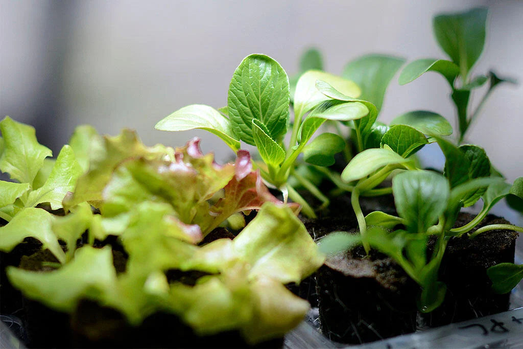 Hvorfor plantelys?