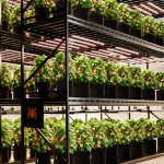 Plantelys LED 800W | Kan Dimmes | Vekstlys G8600 | Spider Farmer®