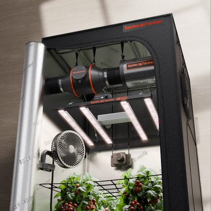 Dyrkesett Komplett | 300W LED | 90x90x180 Telt | 100mm Vifte | Spider Farmer®