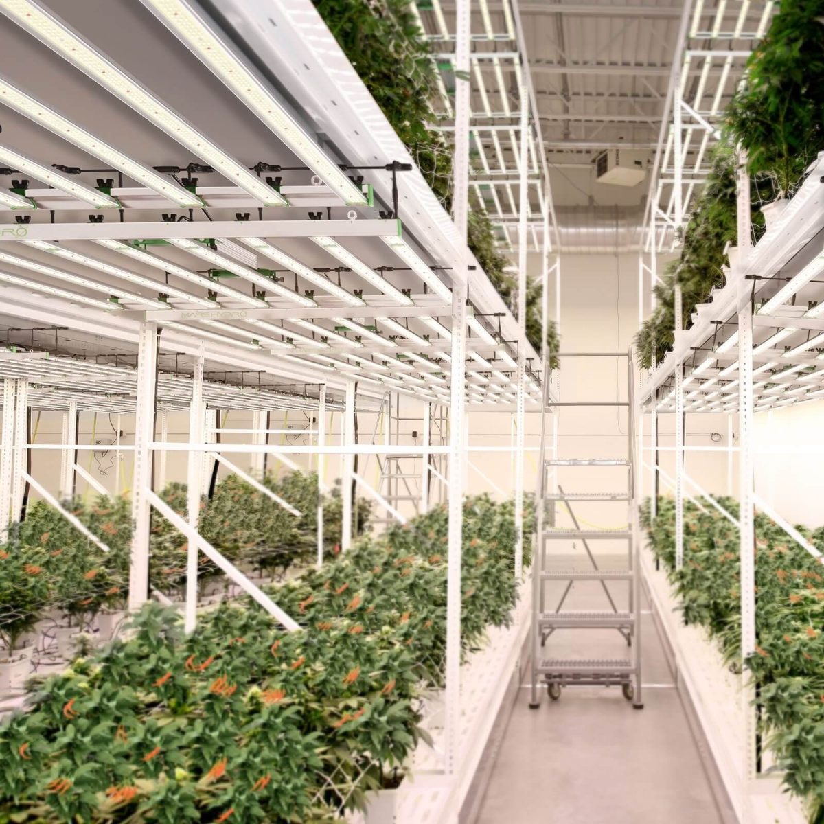 Samsung Mars Hydro Vekstlys 800W EVO | Plantelys for Dyrketelt og Dyrkerom - Nordstrøm Botaniske