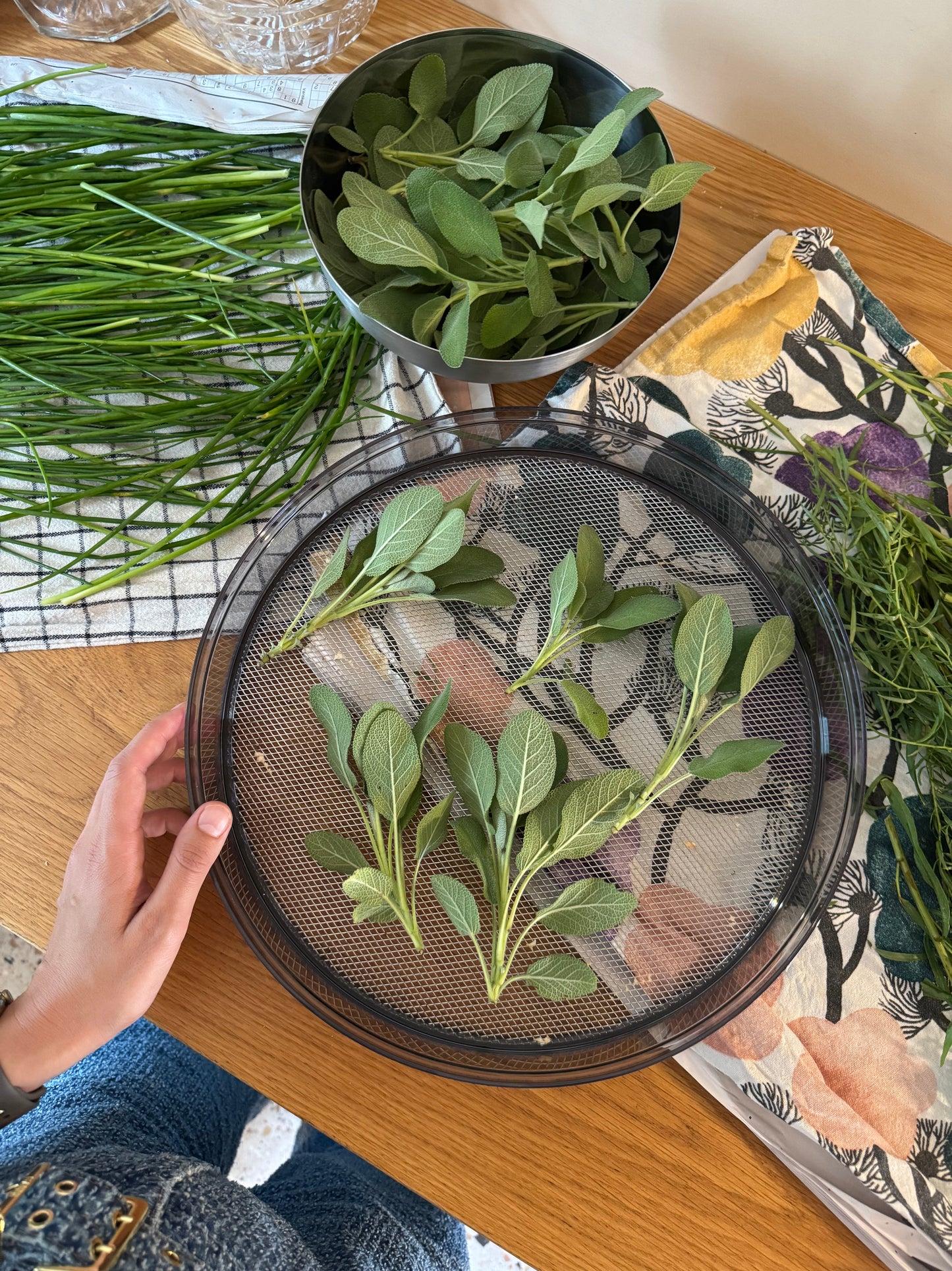 Stöckli Dörrex dehydrator - Nordstrøm Botaniske