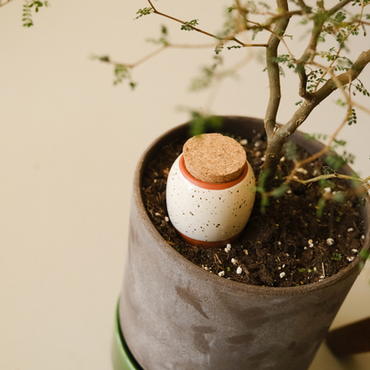 Box Trio Mini Ollas - the Iconics - Nordstrøm Botaniske