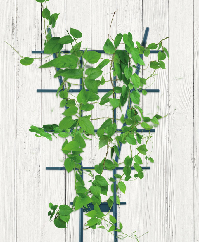 Plantestøtte | Espalier til Klatreplanter 49x29 cm - Nordstrøm Botaniske